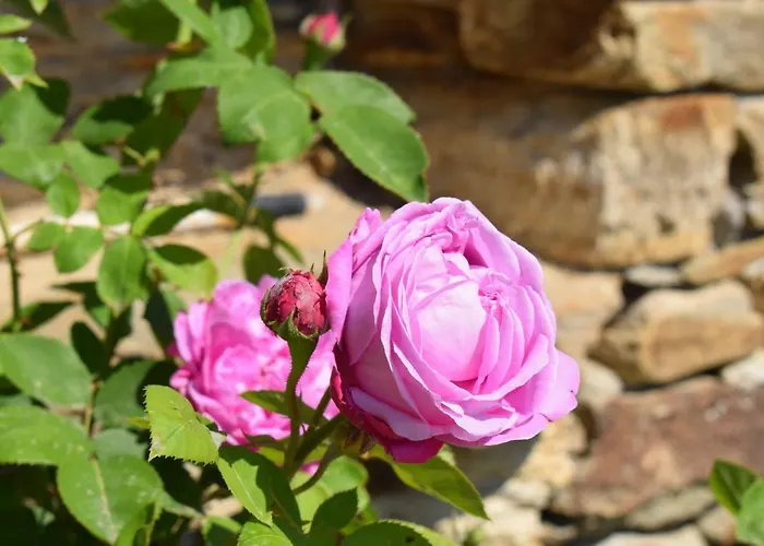 Katerina Appartement *